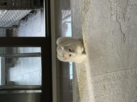 Ücretsiz sahiplendirme british shorthair kedimiz