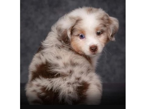 Çok iyi border collie yavruları