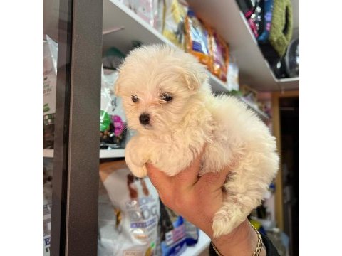 2 kg olacak morkie bebeklerim uygun