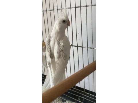 Heawy sultan papağanı zincir desen özel