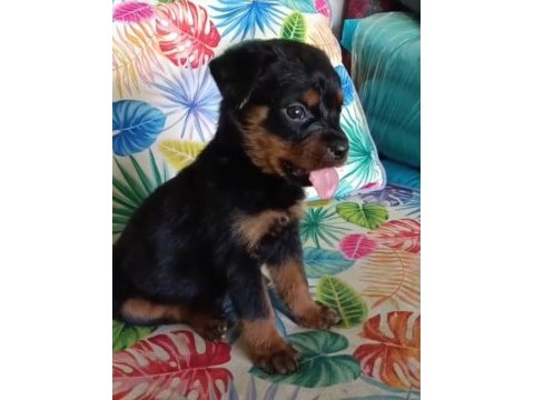 Rottweiler yavrularımız