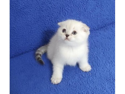 Teslime hazır mükemmel bir scottish fold