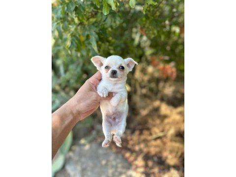 Yavru chihuahua yeni yuvasını bekliyor