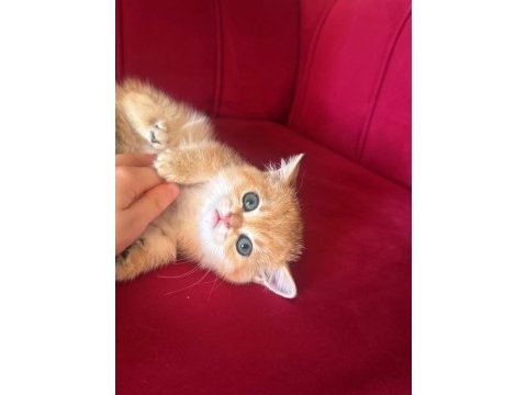 Safkan brıtısıh shorthair golden bebekler