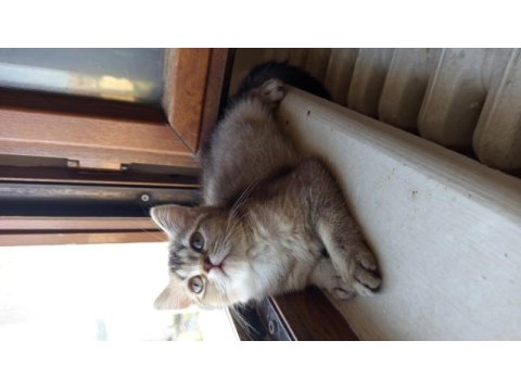 British shorthair ve british golden yavru kediler