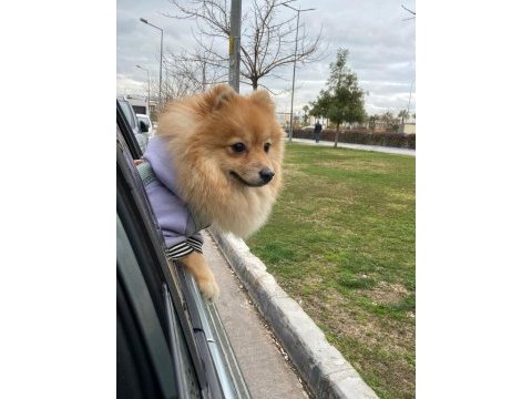 Sevgi dolu dişi pomeranian