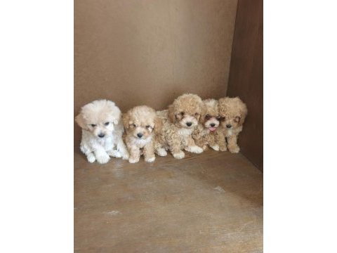 Anne altından maltipoo bebekler