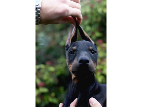 2 aylık isteğe göre estetikli doberman yavrularım