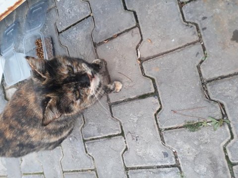 Yeni doğacak bebeklere yuva arıyoruz buda annesi