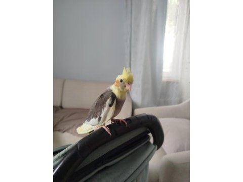 2 aylık sultan papağanı