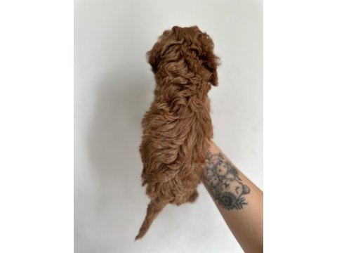 Redbrown toy poodle