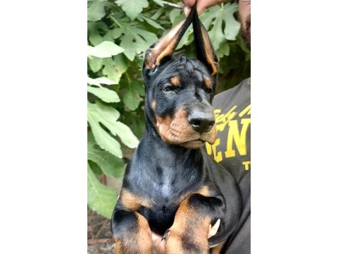 A şecereli doberman