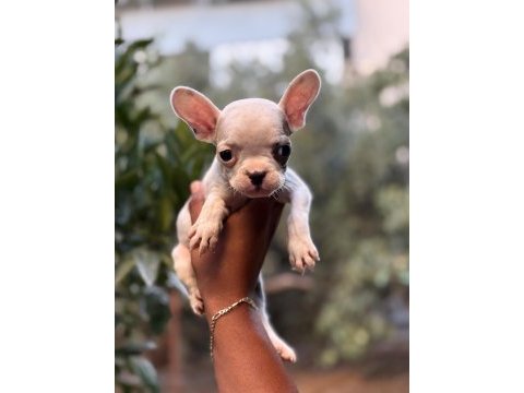 A kalite erkek dişi french bulldog yavrular