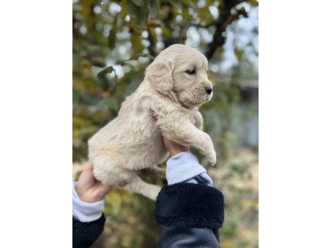 Bebek yüzlü golden retriever yavrular