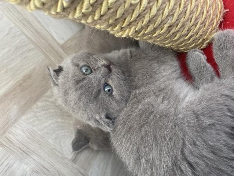 British shorthair acil sahiplendirme
