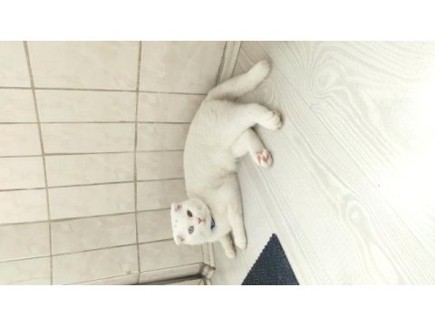 Scottish fold odd eyes