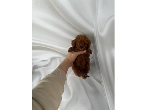 Toy poodle yavrularımız