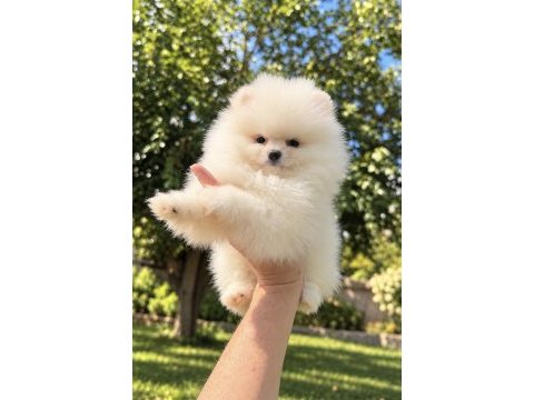 Üst düzey kusursuz karbeyaz pomeranian kızımız