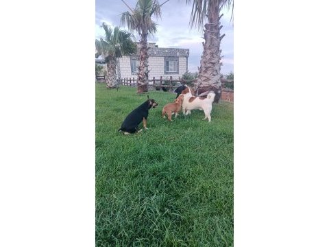 A kalite son dişi jack russell yavru