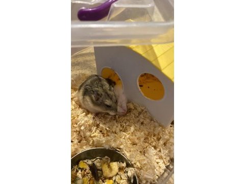 Gonzales hamsterler