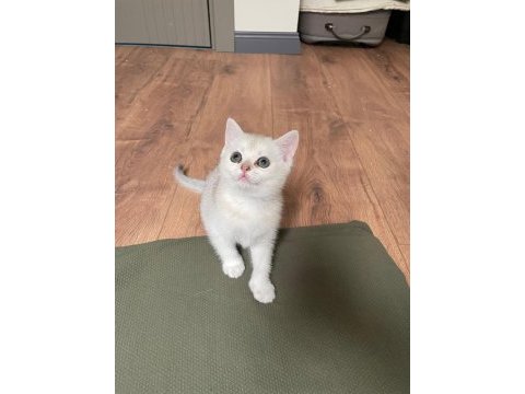 Saf kan silver point british shorthair yavrularımız