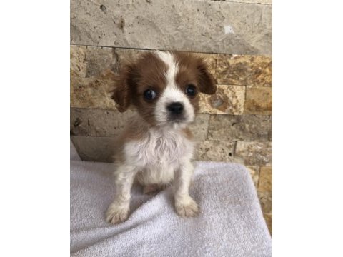 Üst düzey kaliteli cavalier king charles bebekler