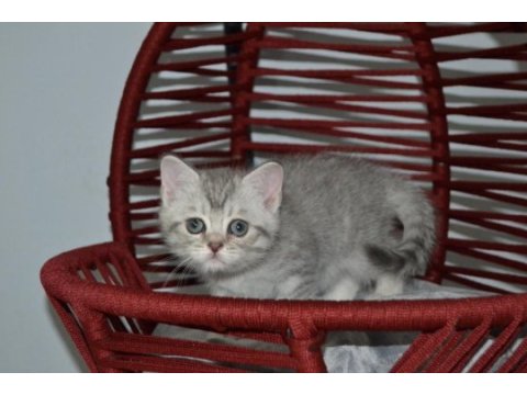 British shorthair yavru kedilerimiz