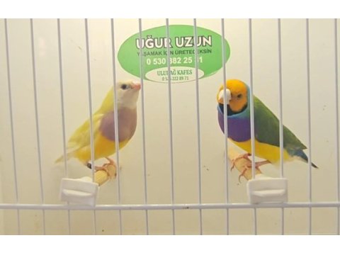 Şampiyonundan jumbo gouldian finch gökkuşağı ispinozu