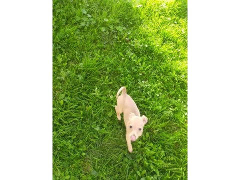 Tarçın evcil chihuahua