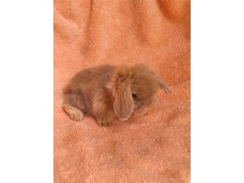 Hollanda teddy lop tavşanı