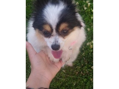 Çok tatlı köpeğimize acil yuva lütfen mesaj atın