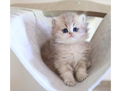British longhair dişi ve erkek