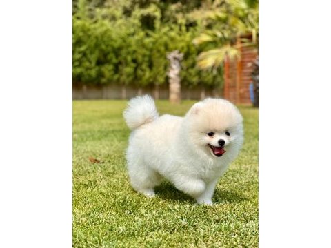 Daha iyisi yok gercek teddy bear pomeranian