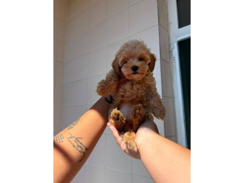 Safkan maltipoo yavrularımız