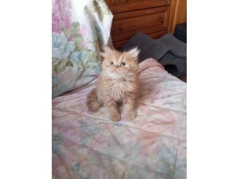 Golden british longhair erkek yavru
