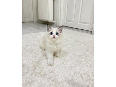Ragdoll bebeklerimiz
