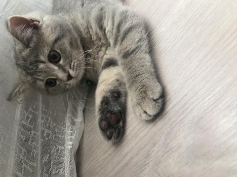 Evcil kedimiz scottish fold