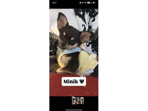 Son 1 yavru chihuahua
