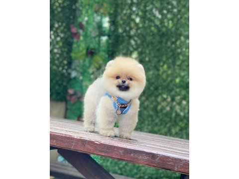 Pomeranian teddy face yavruları