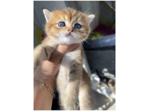 Golden erkek bebek kedim teslime hazır