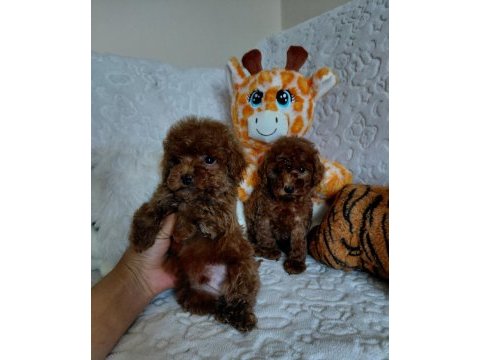 Toy poodle köpeği