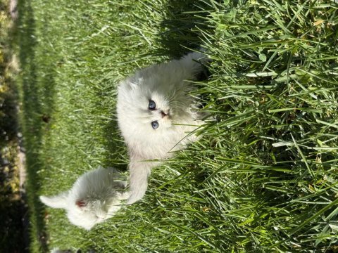 Çok güzel scottish fold yavrular