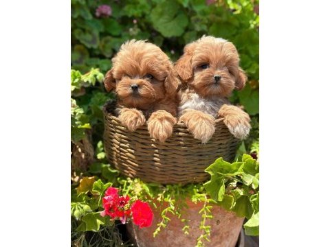 Kore maltipoo en iyisini en güzelini isteyene