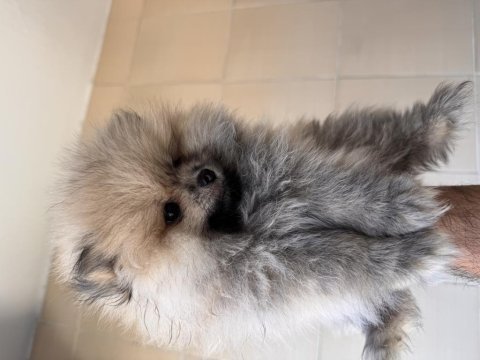 Pomeranian boo köpeği
