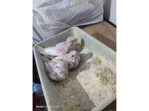 Albino sultan papağanı yavrular el beslemelik