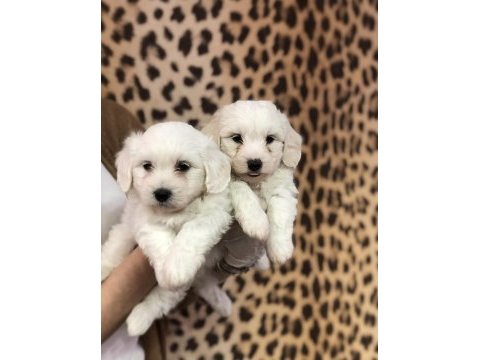Kar beyazı maltese terrier yavrularım 