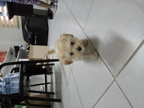 Dişi maltipoo