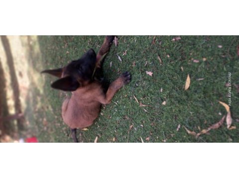 Bursa malinois krallığı'ndan yavrular