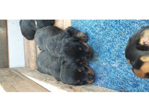Yavru rottweiler