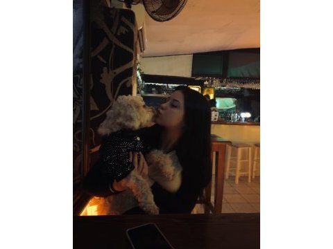 Şila bir buçuk yaşında toy poodle cinsi